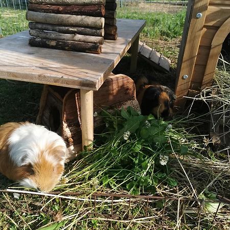 Kindererlebnis- Und Biobauernhof Hipp-Bruckner Wornharts Bagian luar foto