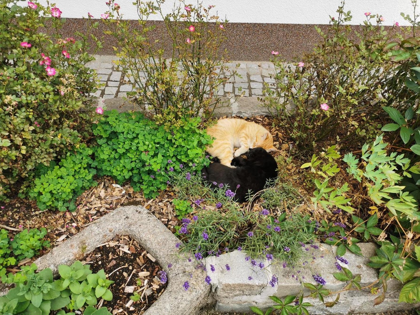 Kindererlebnis- Und Biobauernhof Hipp-Bruckner Wornharts Bagian luar foto